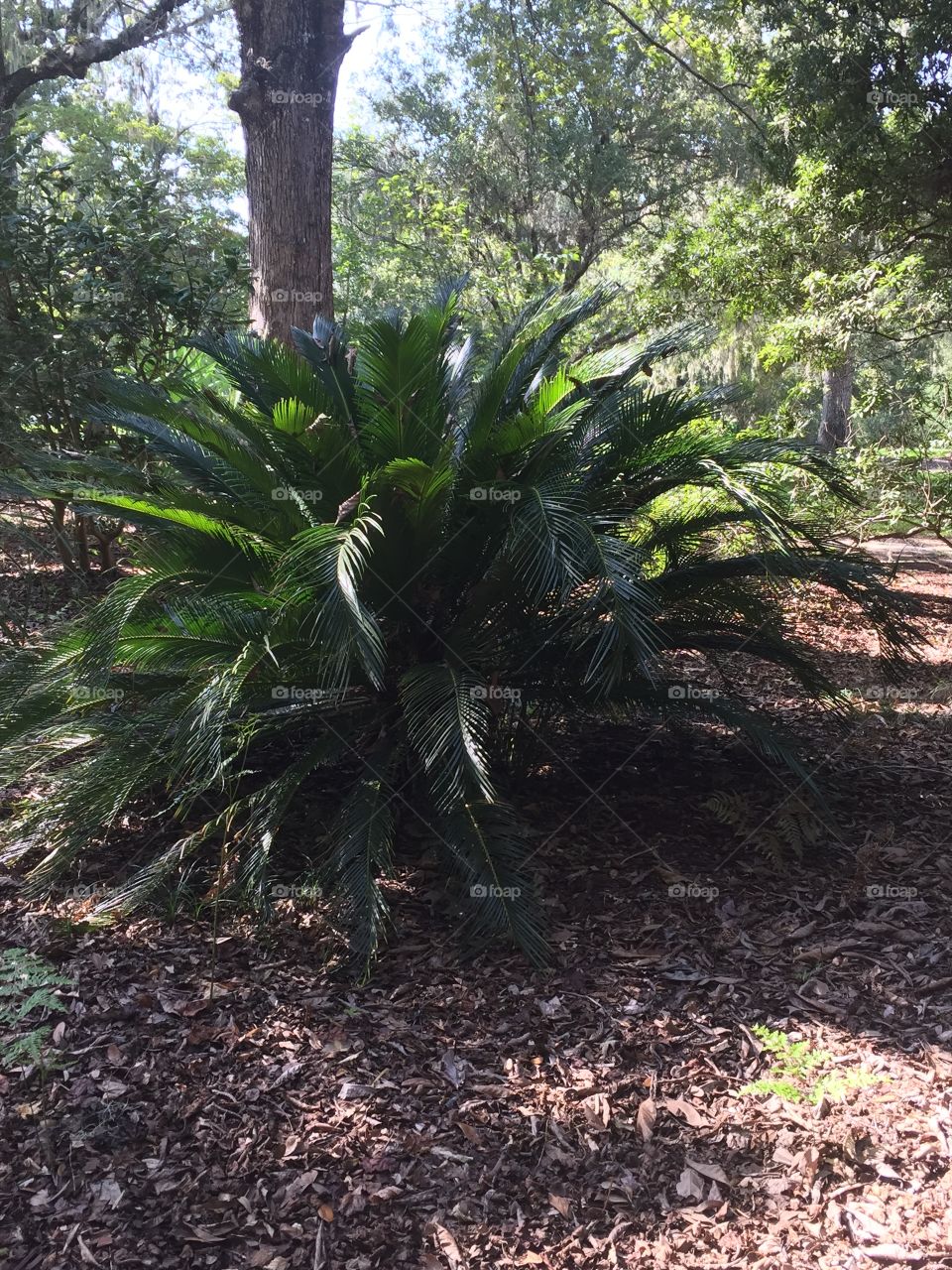 And here, we see "smallilonus bullyinouz" otherwise known as the "Bullied Palm."  At full maturity they normally stand just under 6'.  There are many sizes of palm trees. 