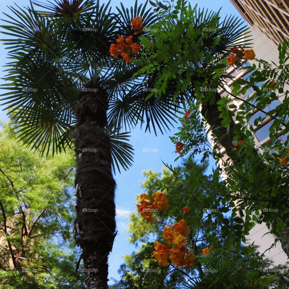 Tree, No Person, Nature, Leaf, Flora