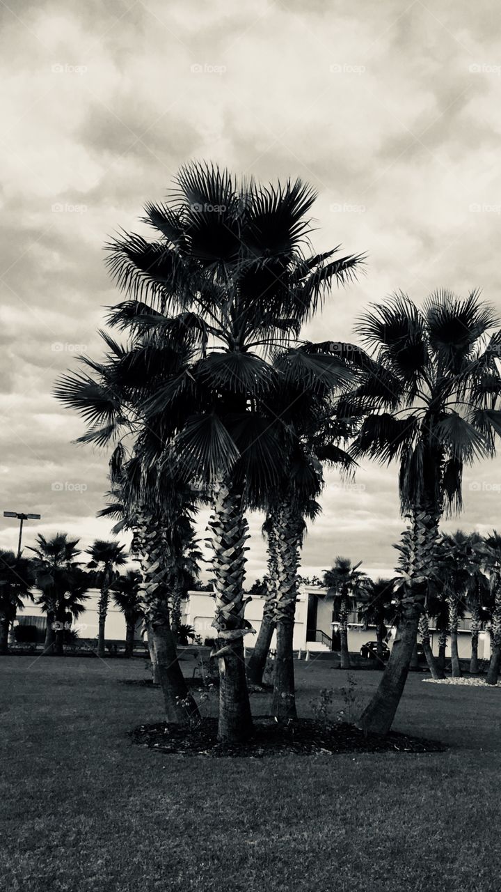 Palm trees at dusk