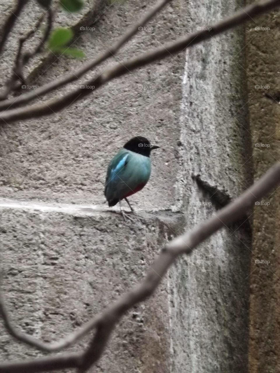 bird. bird at the zoo