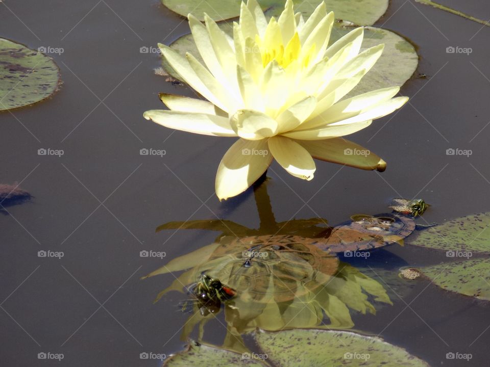 red eared slider with lotus flower