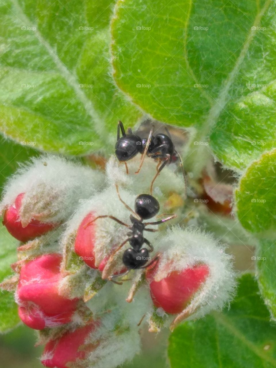 garden ant