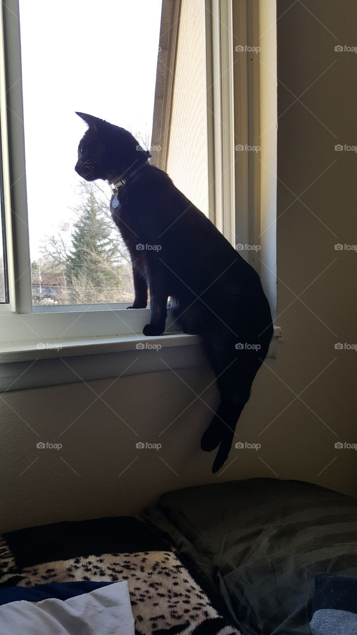 Dog, Window, Indoors, Room, Mammal