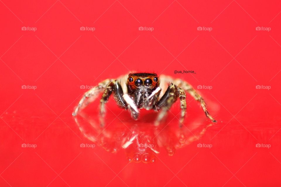 Jumping Spider with reflection on colorful background 🕸🕷