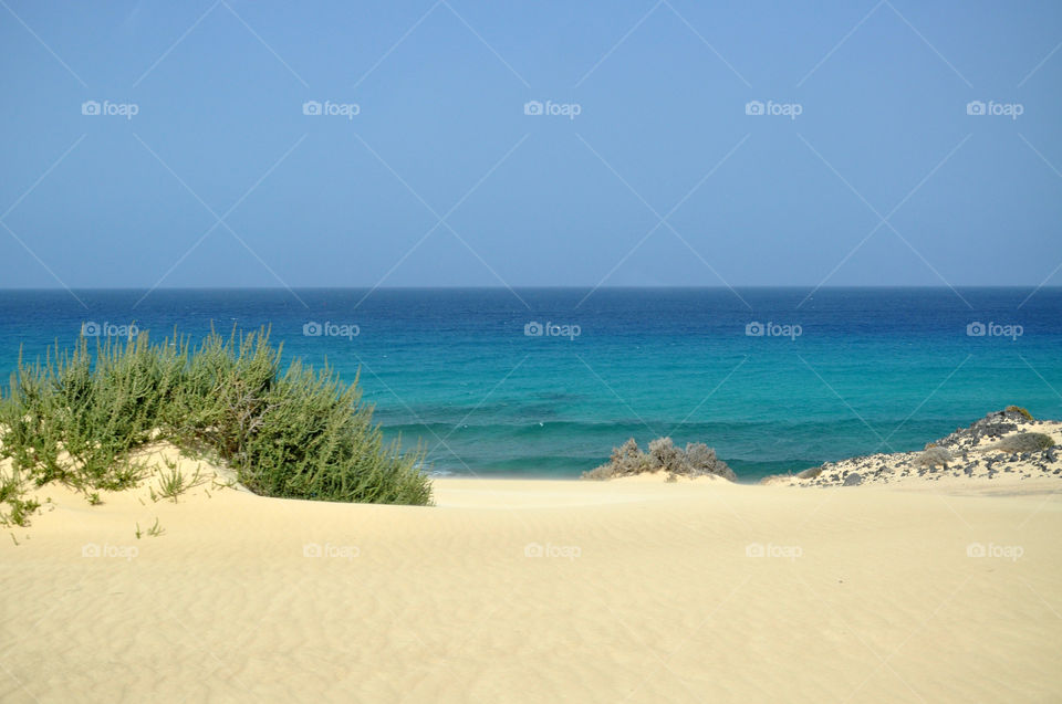 Dunes and the ocean 