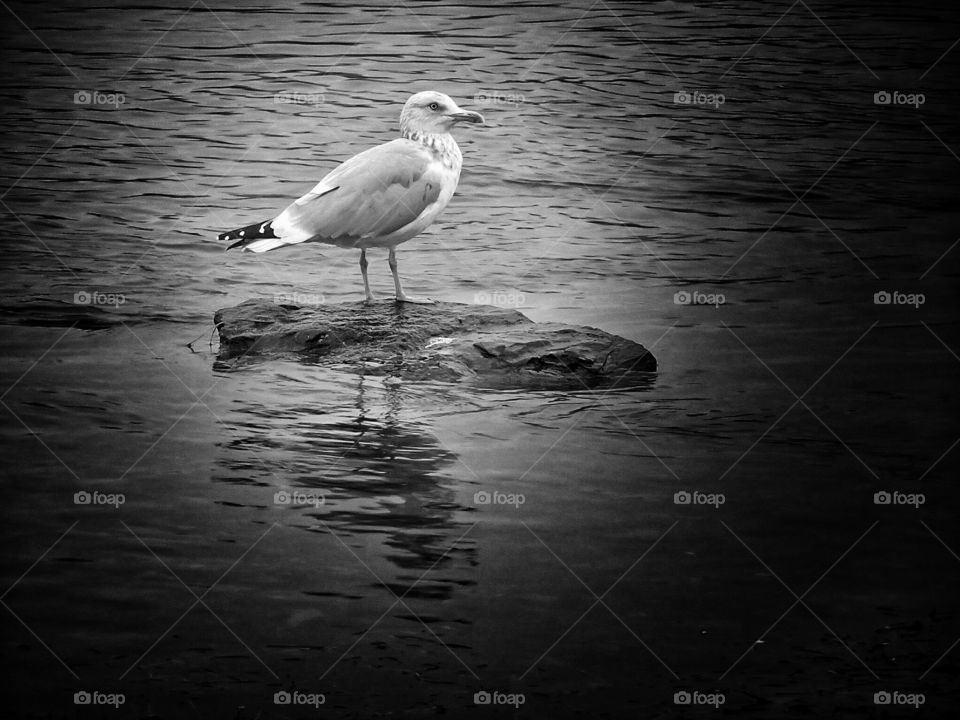 Nice walk this morning Seagull on St Lawrence river 