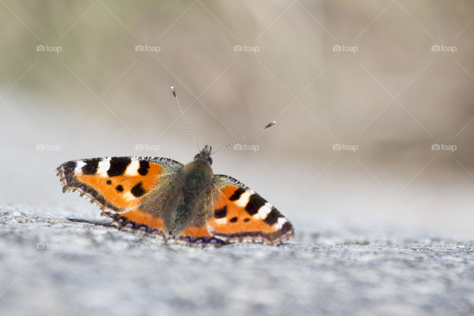 Orange butterfly spreading wings rock close-up
Nässelfjäril närbild