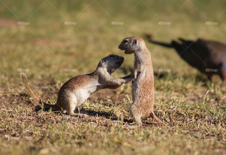 caught on the act, lover's quarrel of two ground squirrel! the guy is begging for forgiveness,  but it seems like  for the girl it is already over.