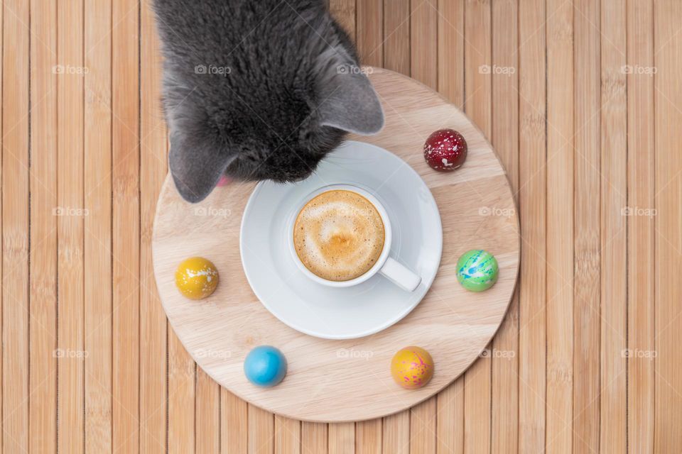 cat and coffee cup