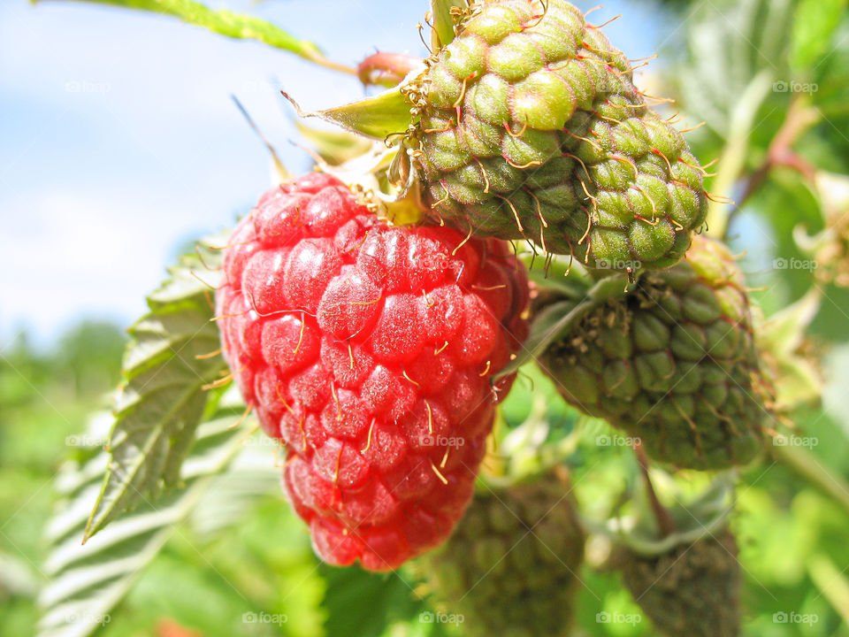 Fresh and ripe raspberry on a bush in the garden.Closeup.