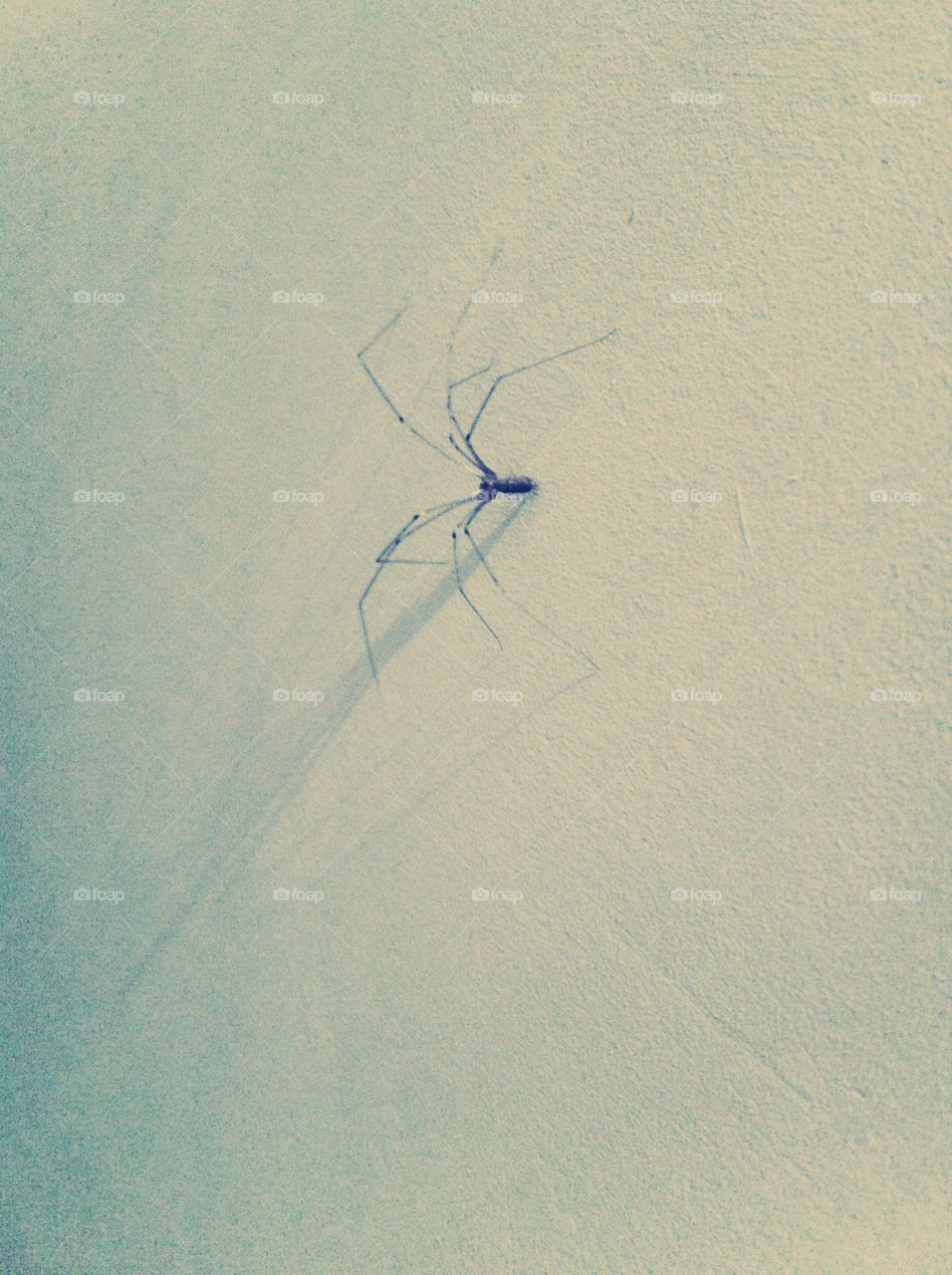 Spider. On wall
