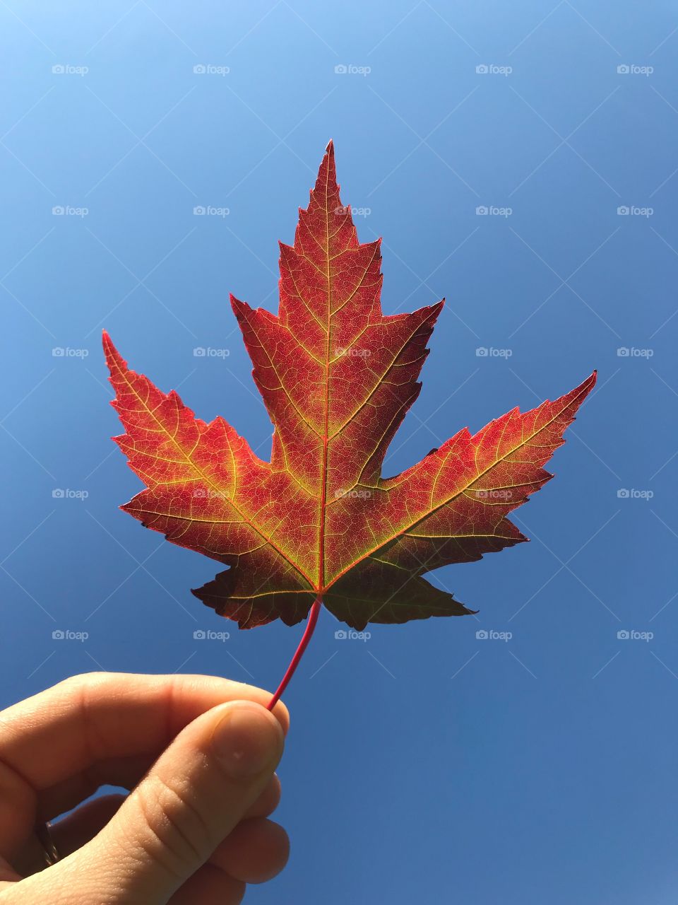 Red maple leaf held up to a blue sky