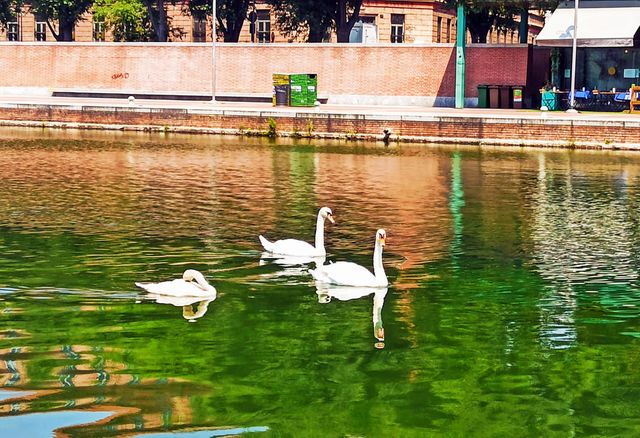 Swan mirror.