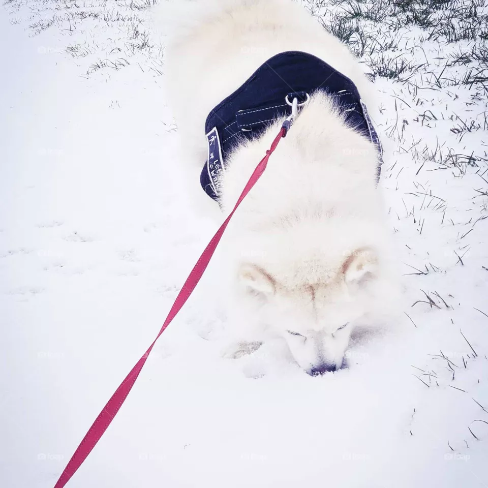 snowdog
