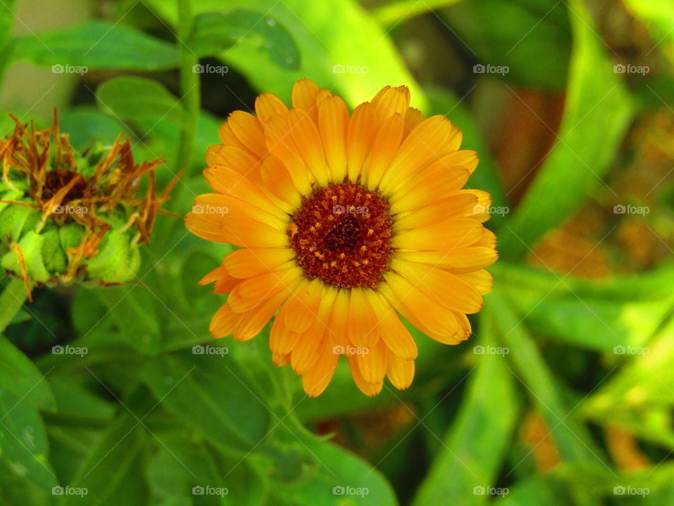 beautiful flowers Calendula officinalis, the pot marigold, ruddles, common marigold or Scotch marigold, is a plant in the genus Calendula of the family Asteraceae.