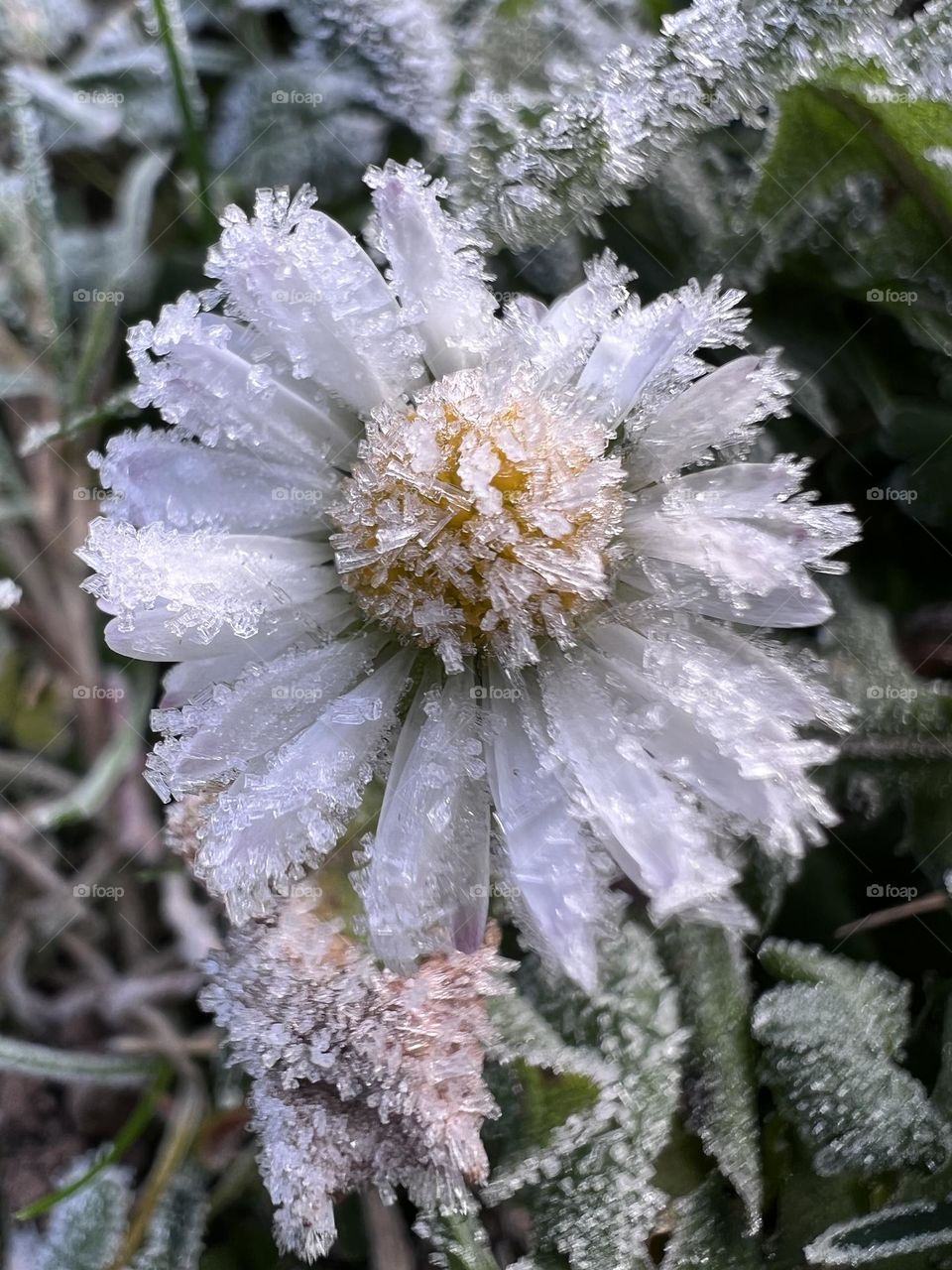 Frozen flower