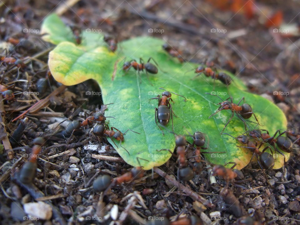 There is an ant hill close to my house.  The weather has been nice so the ants have been very busy and active. I noticed that many ants makes an interesting sound.