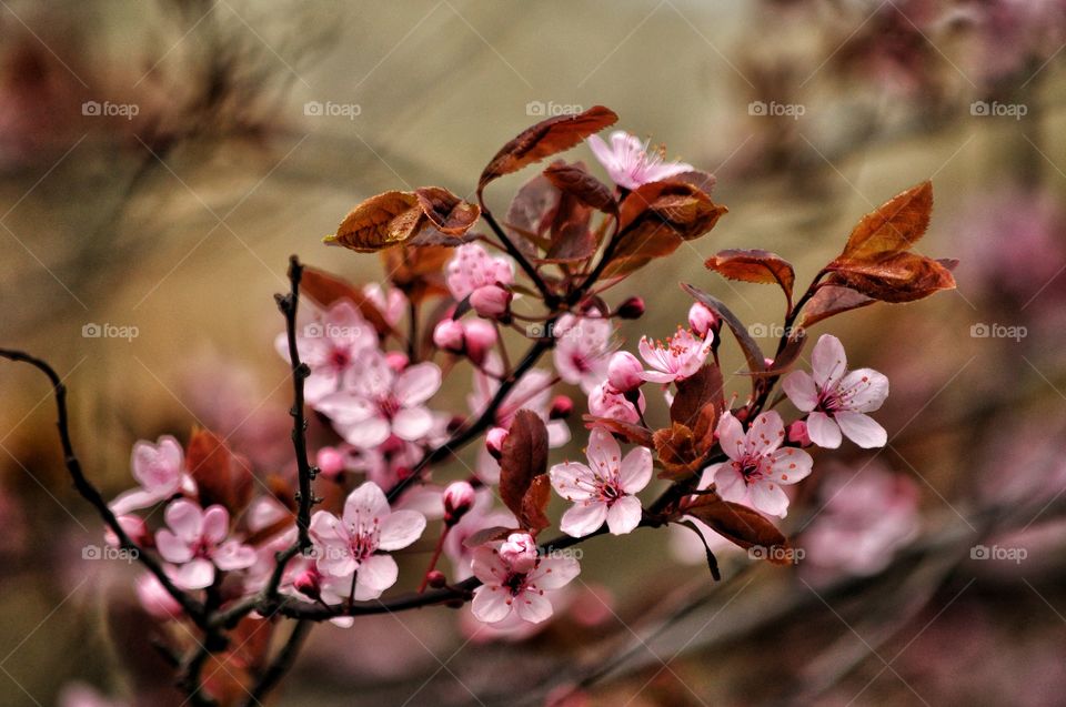 Flower, Branch, Nature, Tree, Flora