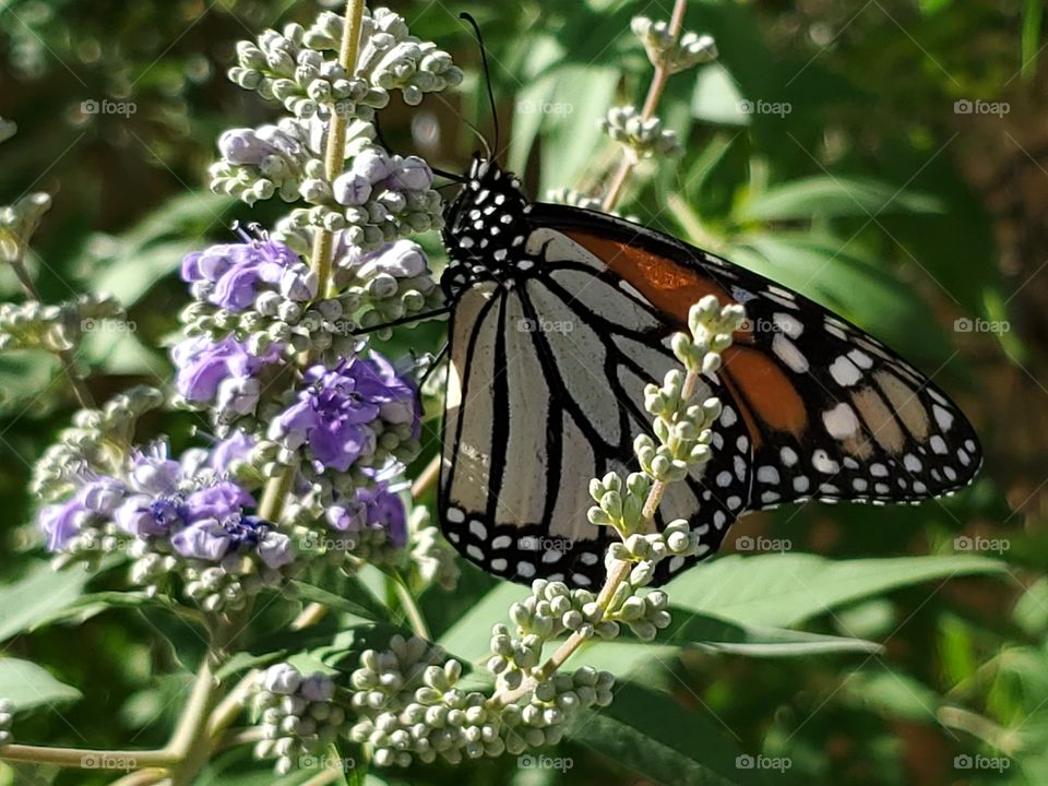 A monarch butterfly feeding on purple cluster flowers of a chaste tree.