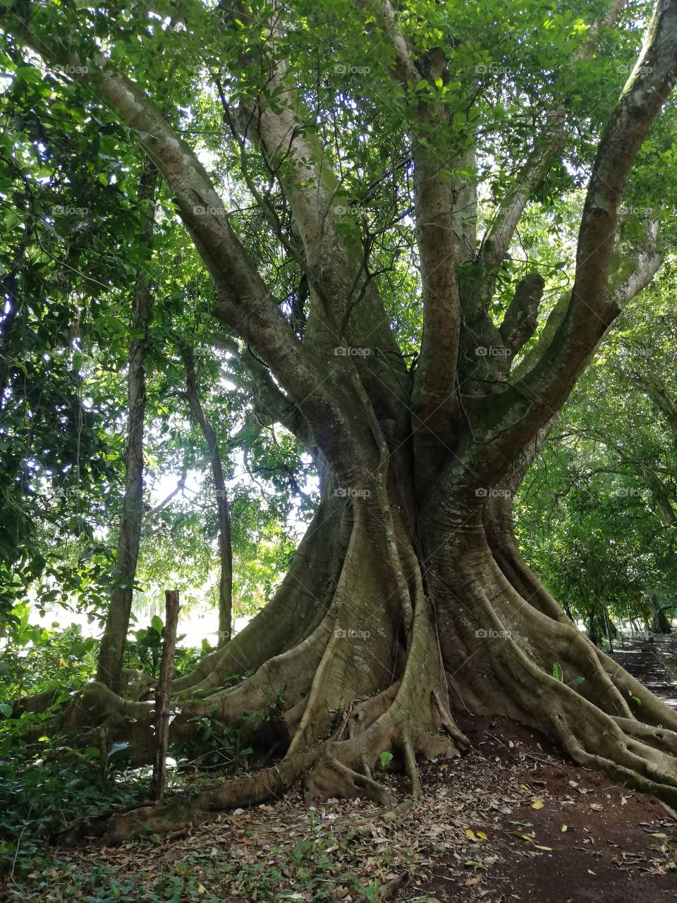 Los Naranjos, Honduras