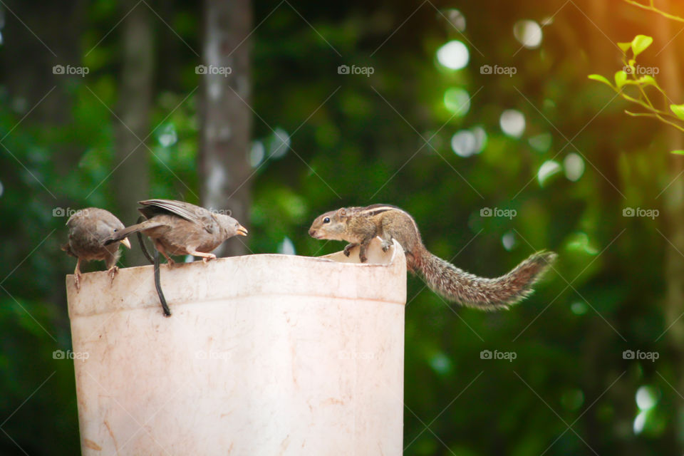 Morning breakfast with birds