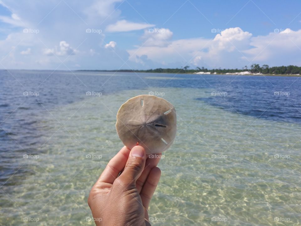 The Sand Dollars of Cape Saint Joe, Florida