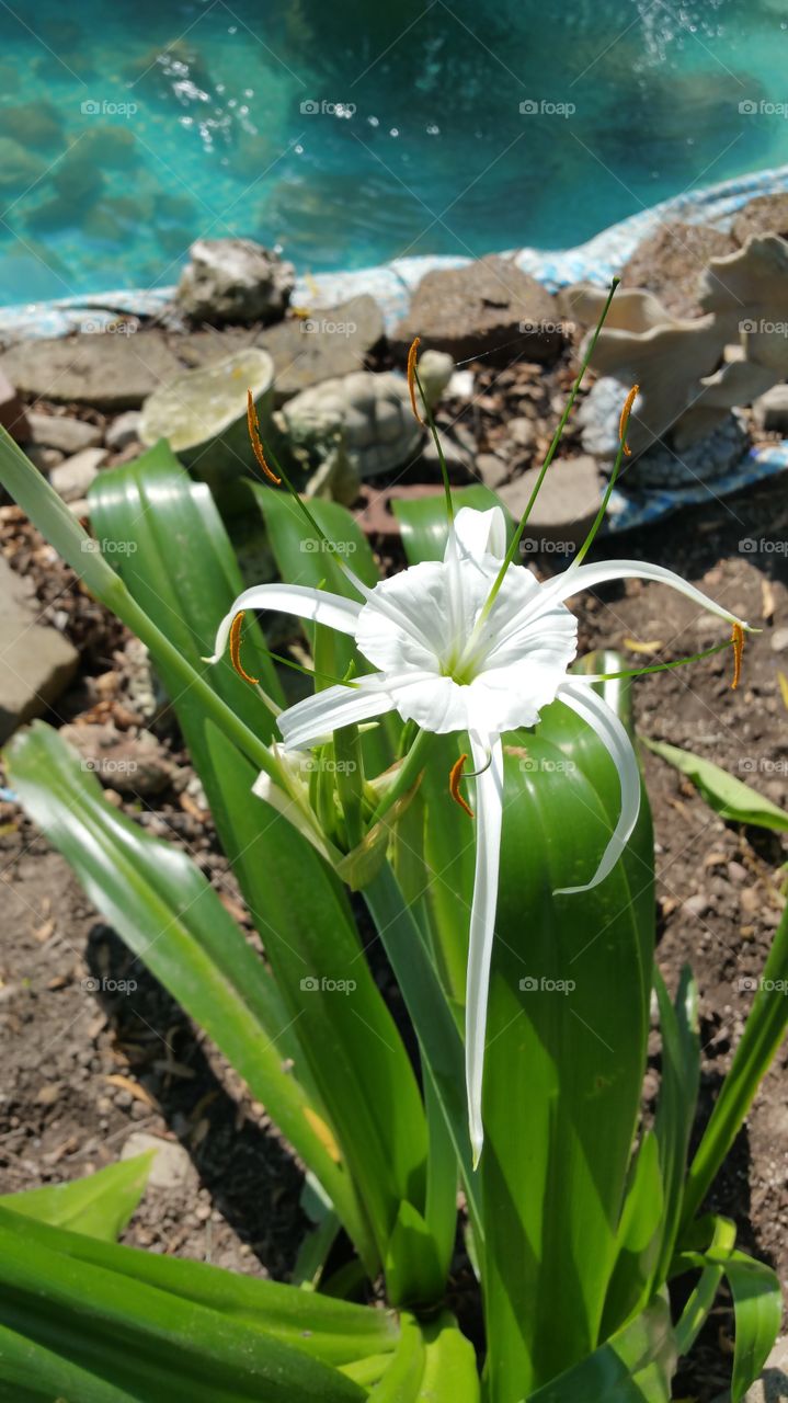 lilly. there starting to bloom
