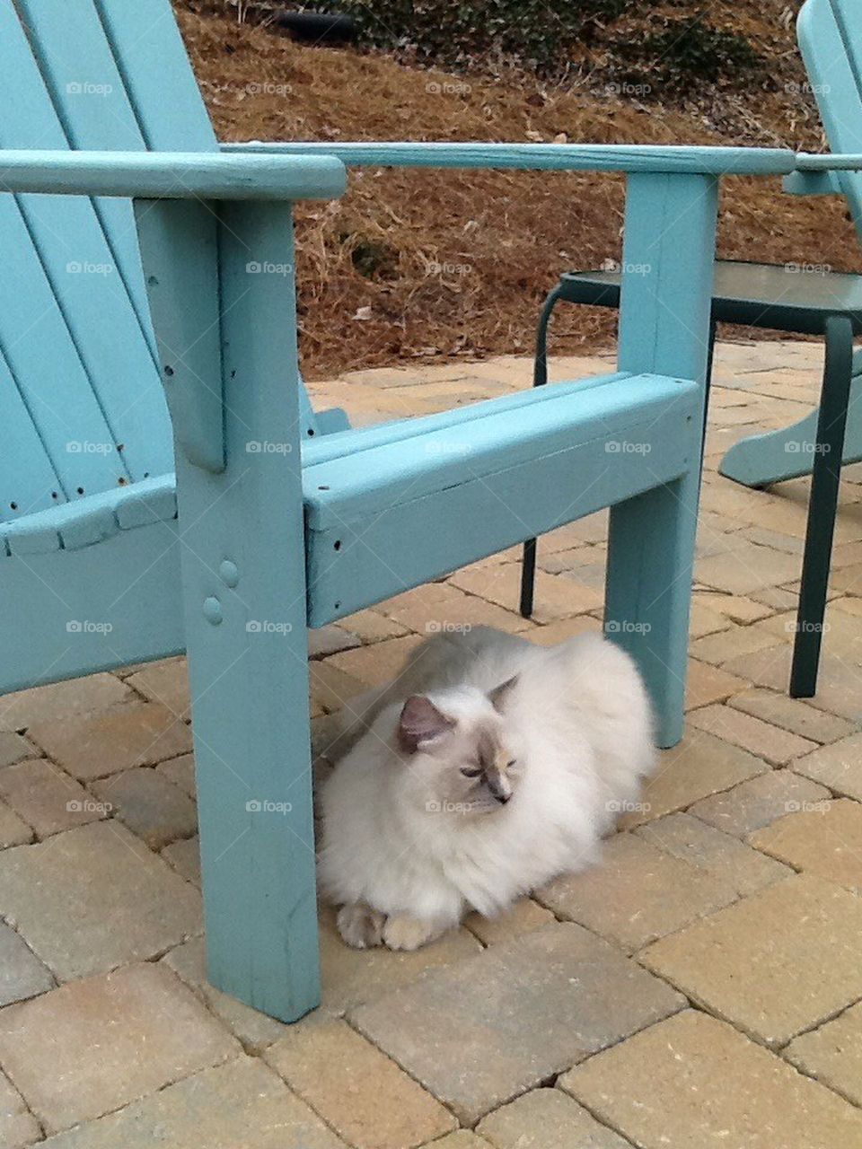 Ragdoll cat patio