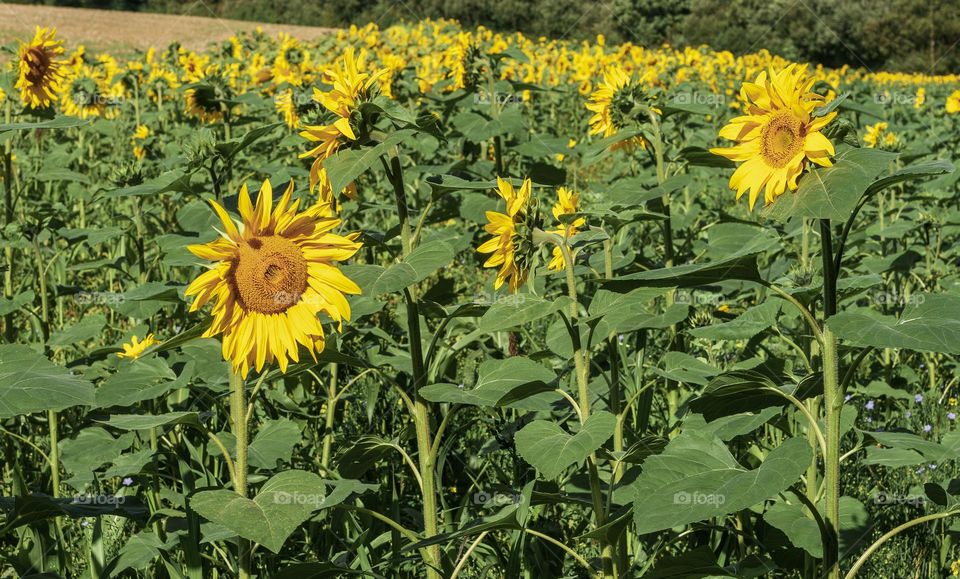 A meadow filled with sunflowers in full bloom