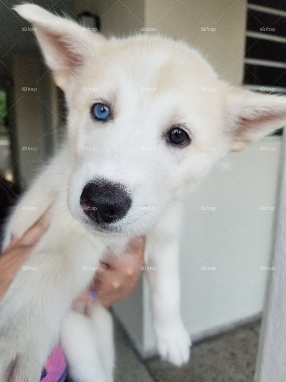 two color eyes dog