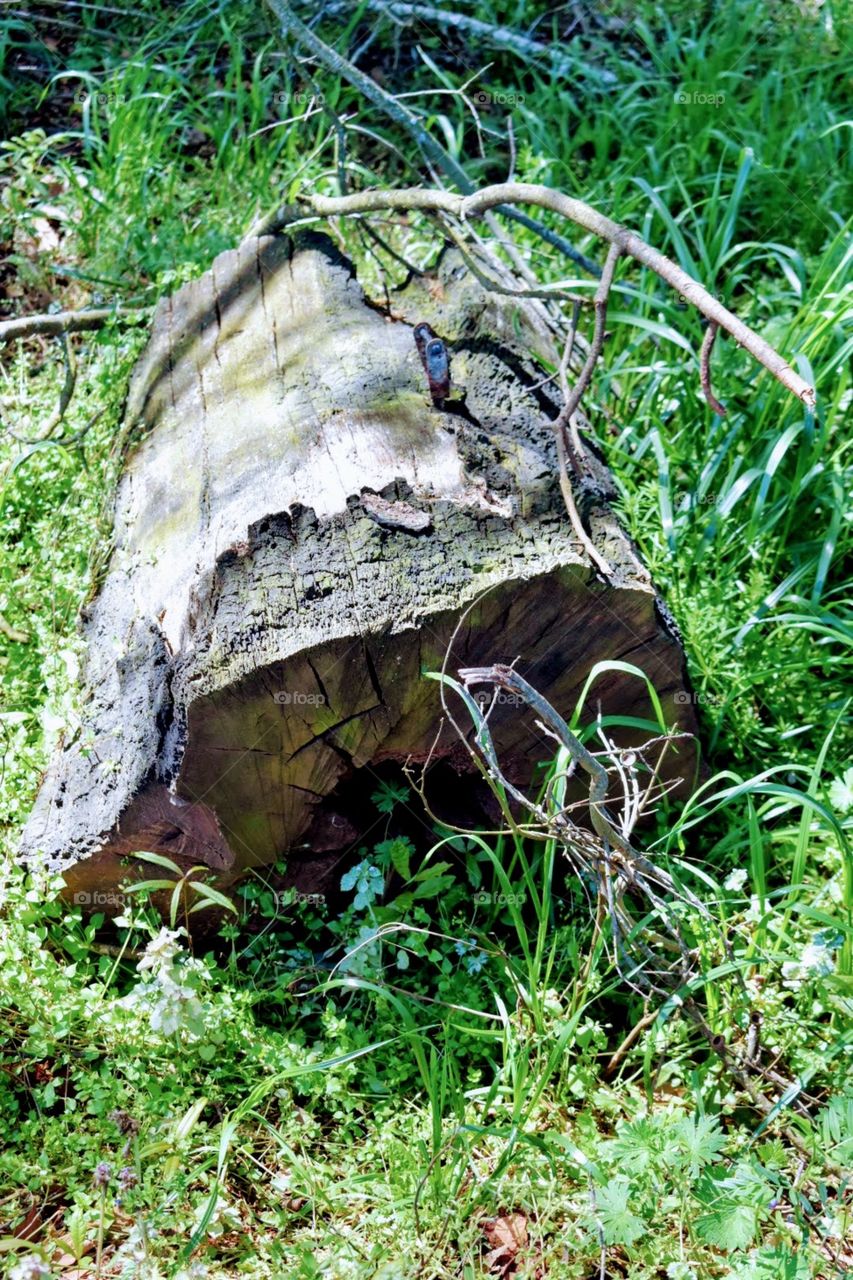 Old log