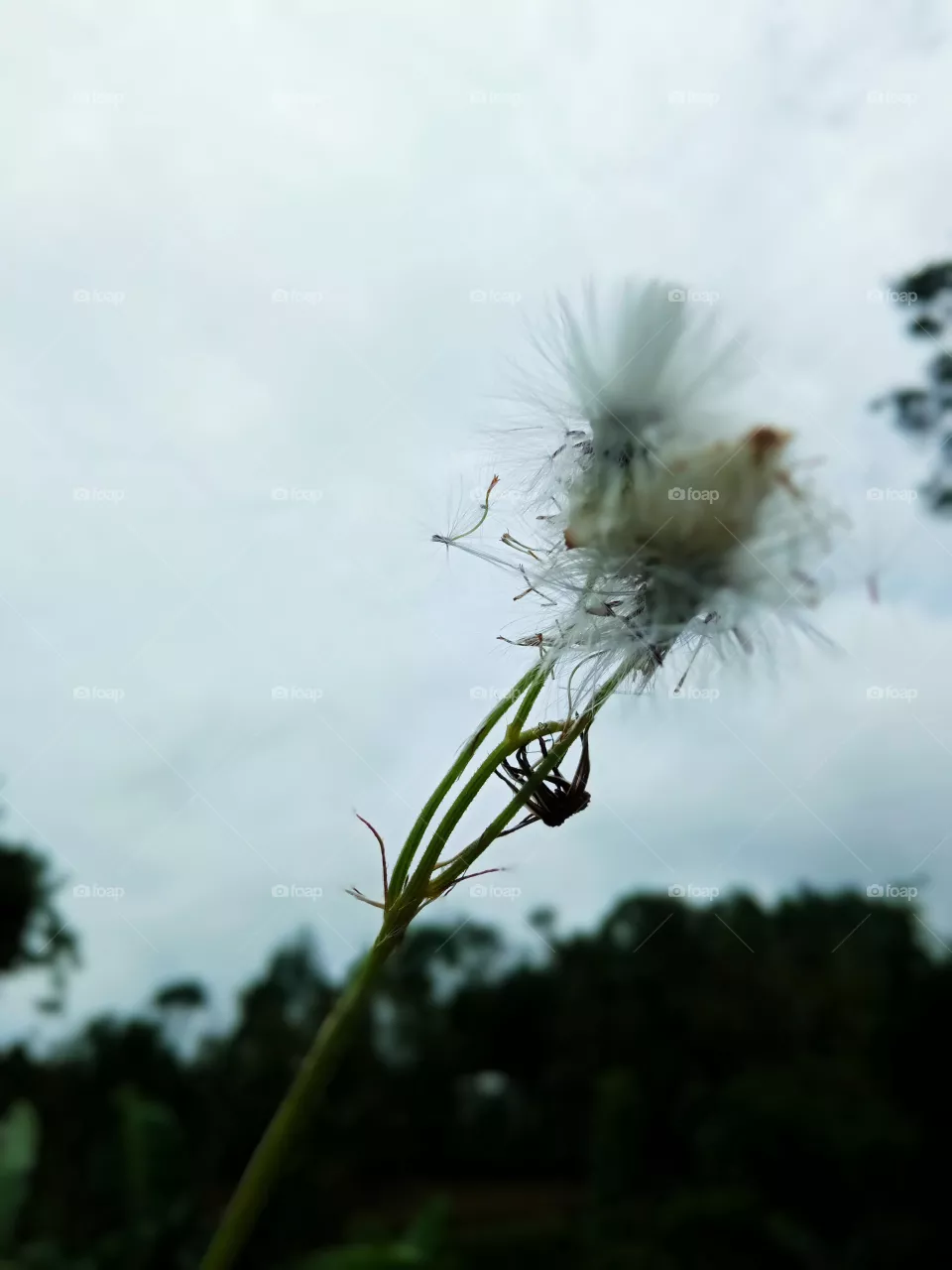 plant