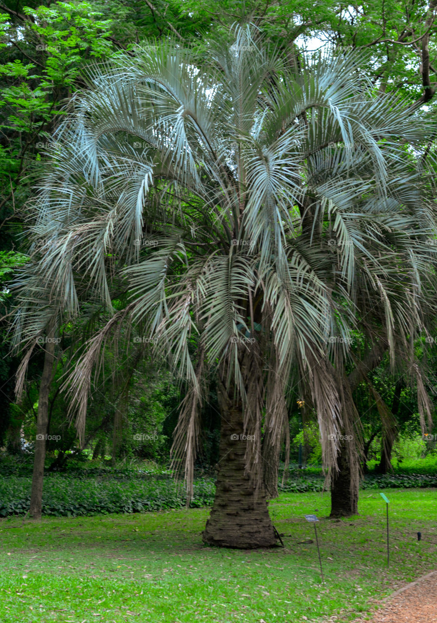 Nature palm tree in the park, green grass outdoors forest calm and relaxing spring