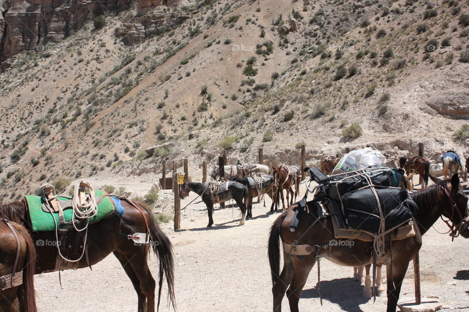 Horses and mules get packed and loaded with gear down the Grand Canyon