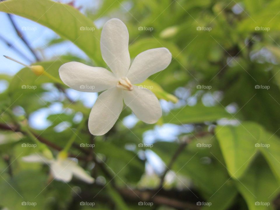 View a flower