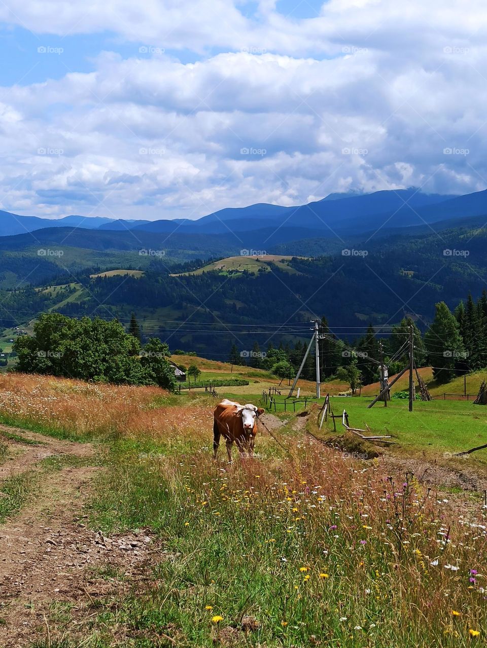 Your favourite travel destination
My beloved Carpathians. Green flower meadows. Cows with bells around their necks. Unforgettable trip across Ukraine. Mountains Dragobrat. Magnificent nature.
