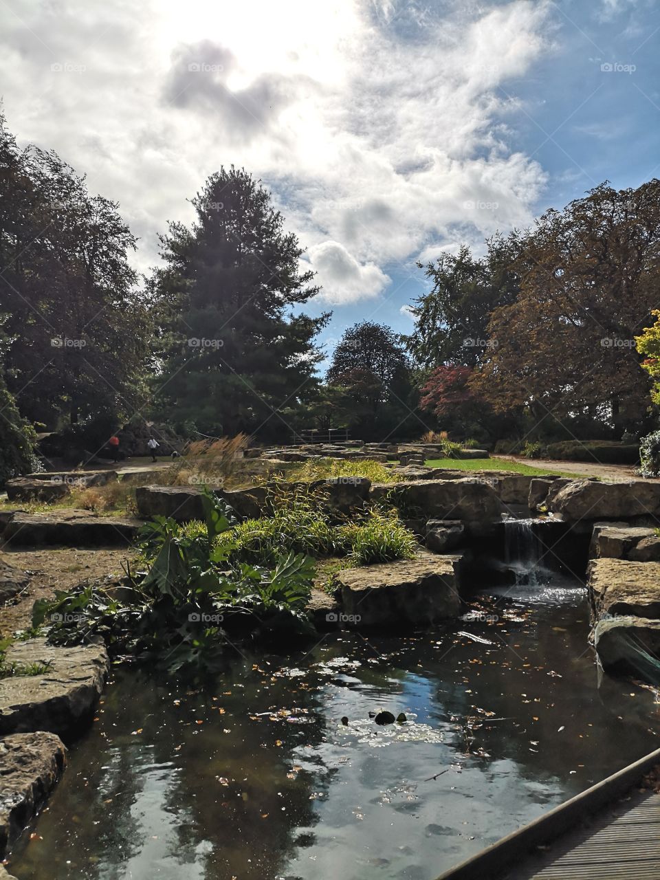 The Pond in the Park