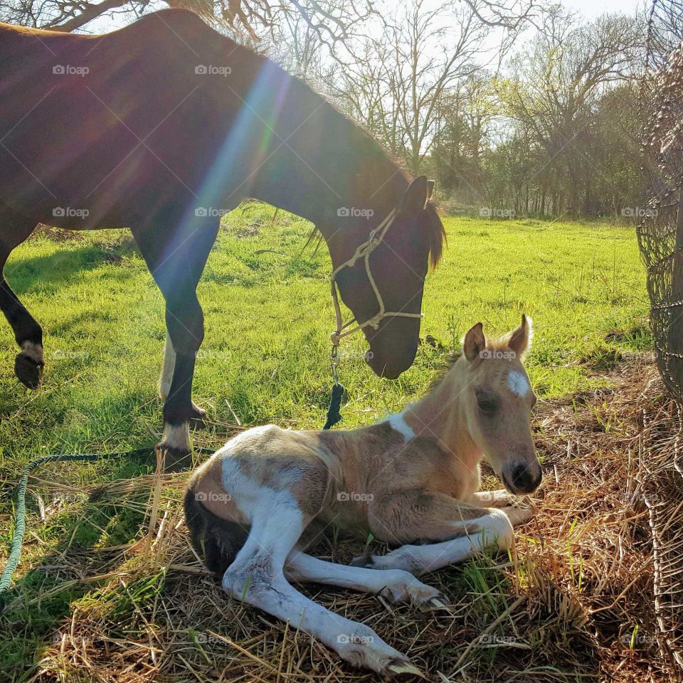 A colt and his mother, hours after being born.