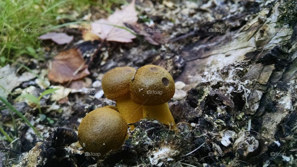 smallshroom