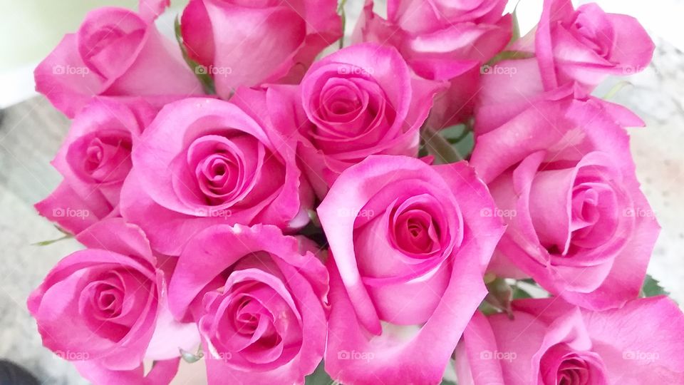 Pink Roses