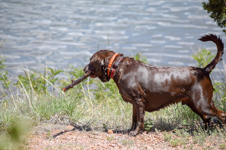 A dog fetching a stick by the lake