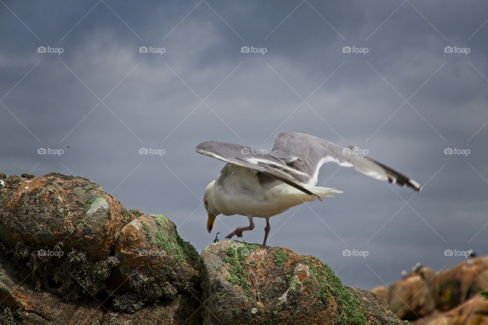 seagull on the rocks