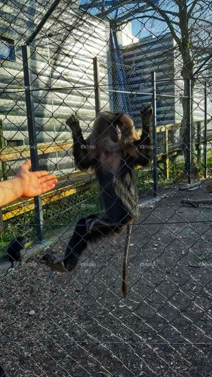 Presenting the incredible monkey