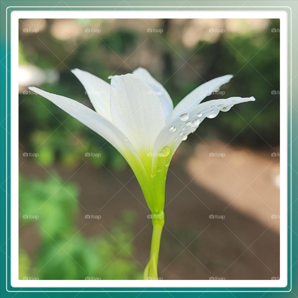 white exotic Tropical petal