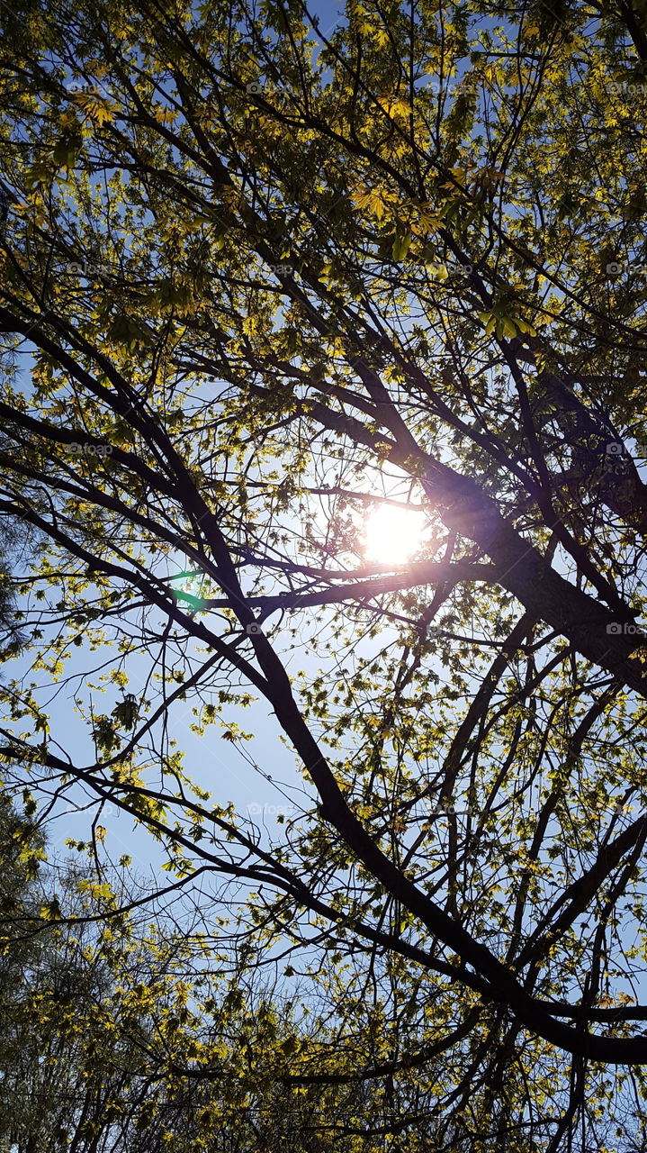 blue sky through tree