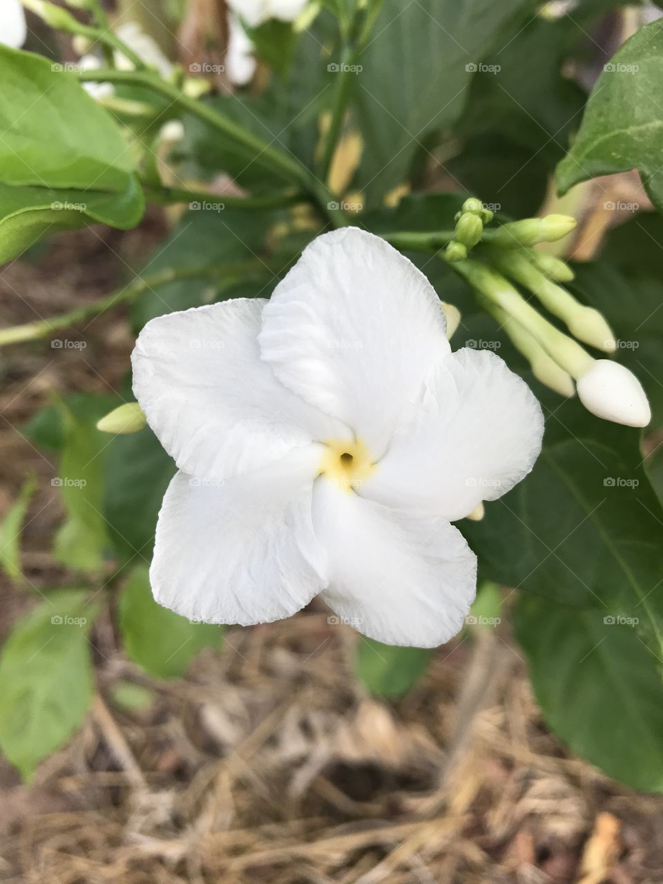 Gerdenia Crape Jasmine. 