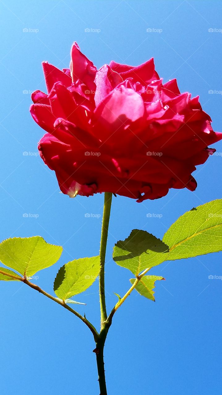 Red long stem rose against blue cloudless sky.