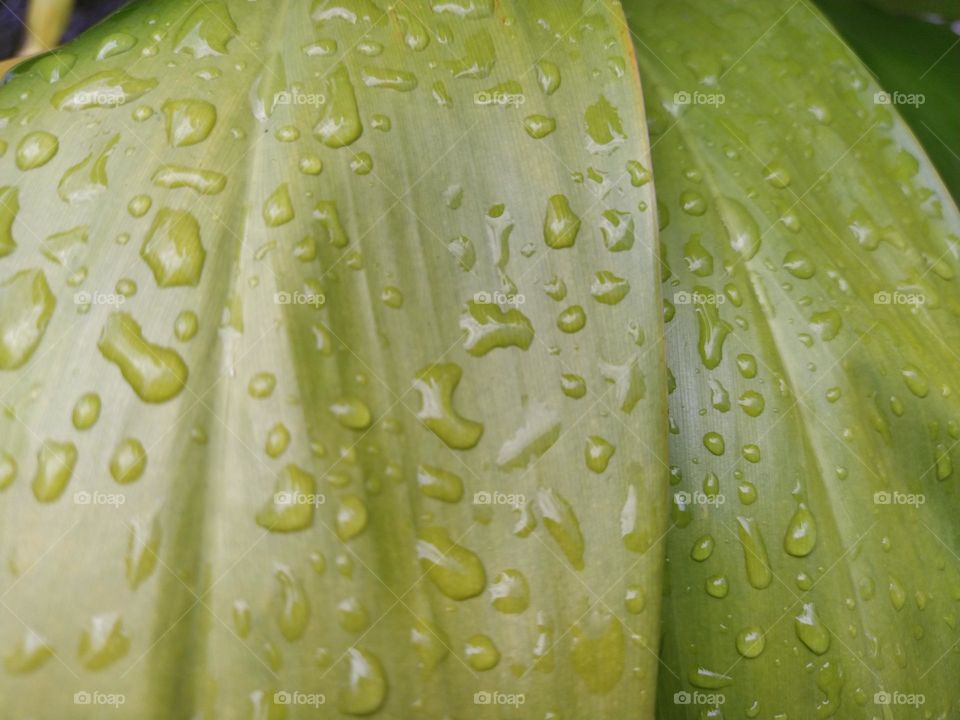 a close view of beautiful rain drops on  green leaves