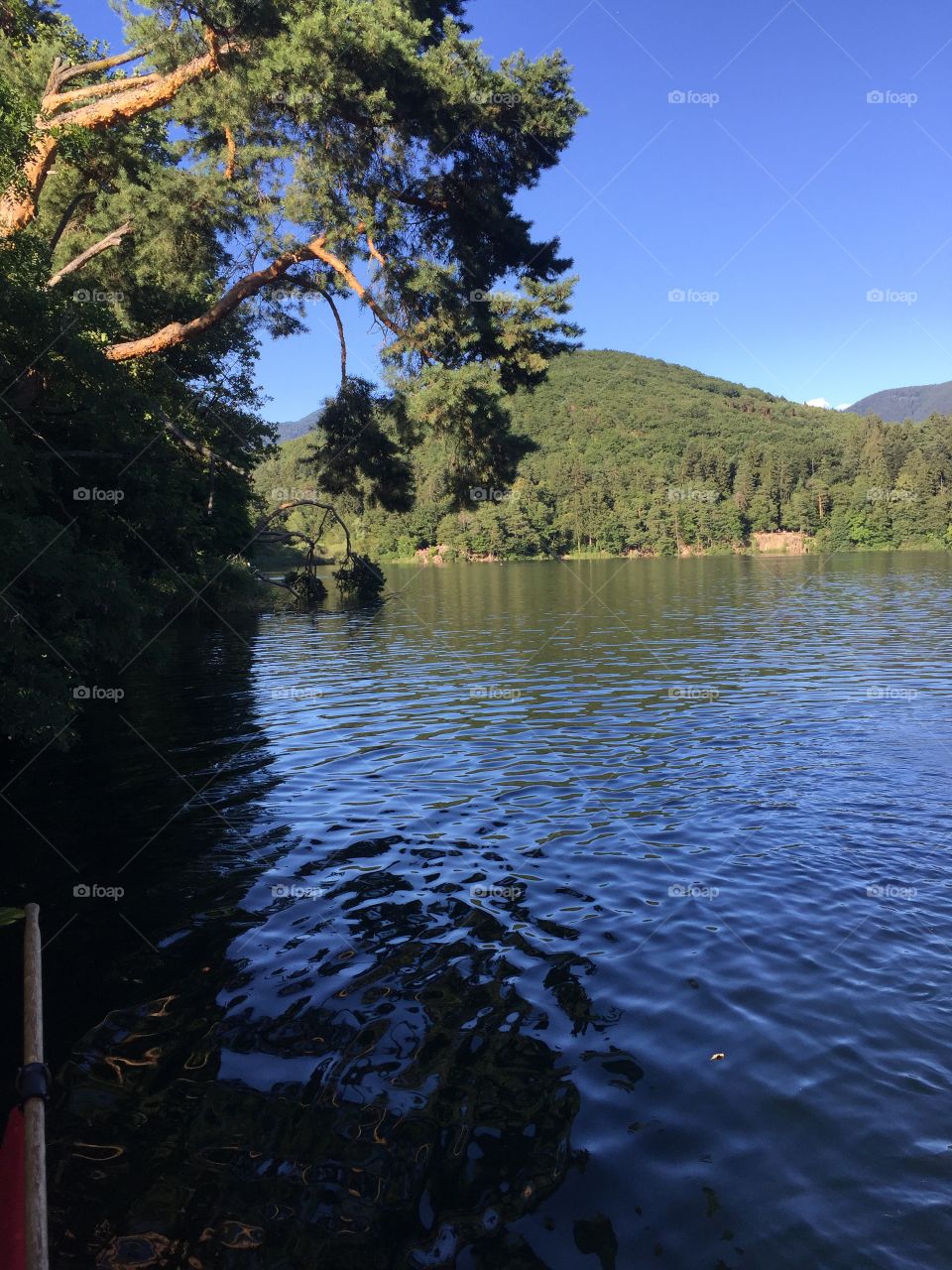 Trees on water