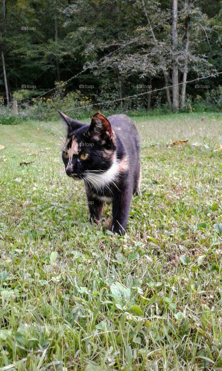 Calico Cat